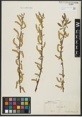 Foto von Salix alba L.